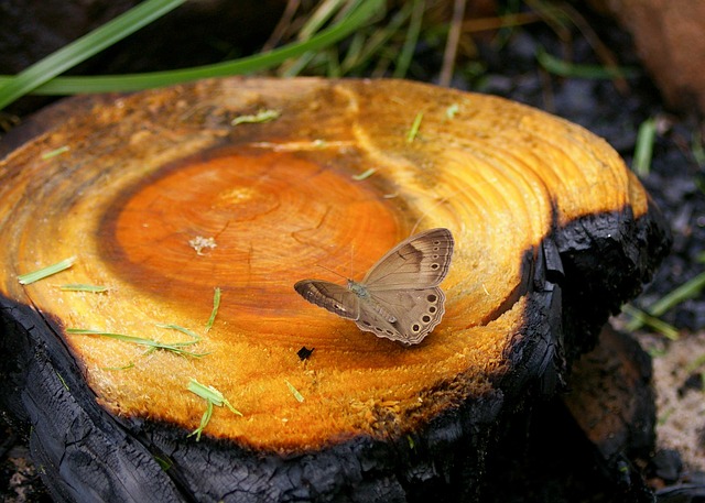 butterfly